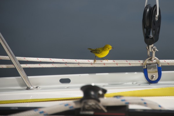 Uninvited crew during passage