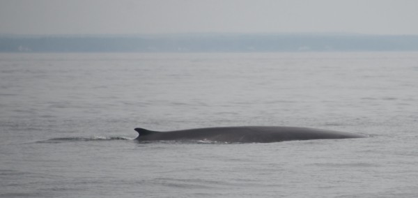 Whale passes close to Two Fish