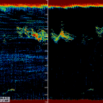 Fish Finder display