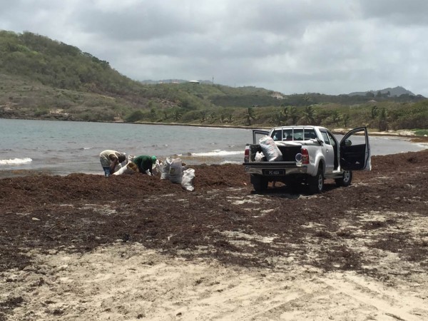 Collecting Sargassum for Fertilizer