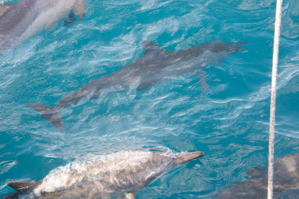 dolphins