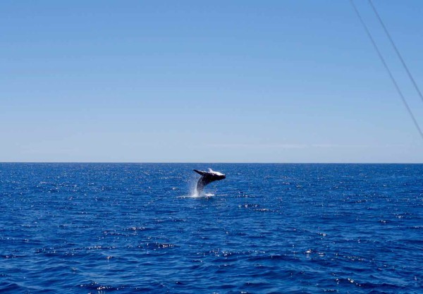 Humpback Whale
